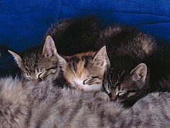 Nursing Kittens